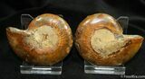 Scarce Inch Desmoceras Ammonite #1456-2